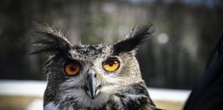 Vapauden kaipuu – mökkitien varrella päästettiin hoidossa ollut huuhkaja takaisin luontoon