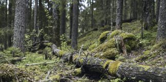 Rokuan metsäseminaarissa pohdittiin seurakuntien metsäomistusten kestävää käyttöä ja metsien tulevaisuutta