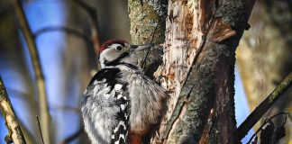 Luonto puhuu: Tikat ovat helposti havaittavia, ainakin äänensä puolesta