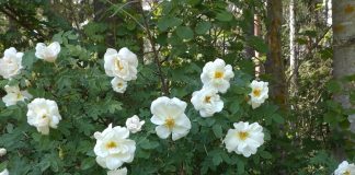 Juhannusta juhlitaan seurakunnissa ympäri Suomen – tarjolla monenlaista ohjelmaa ja yhdessäoloa