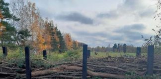 Pörriäisaita on hyönteisten koti Helsingin pitäjän kirkon hautausmaalla