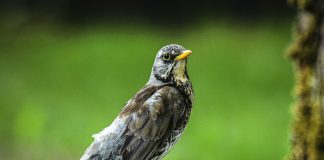 Luonto puhuu: Kuinka kanttori komennettiin lintukuoroa kuuntelemaan