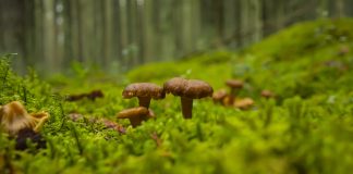 Korson seurakunta järjestää sienipyhiinvaelluksen – ”Luonnon kauneus yhdistää kaikenlaisia ihmisiä”