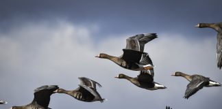 Luonto puhuu: Linnun siipi on etevä lentolaite – linnut saattavat lentää muuttomatkoillaan useiden kilometrien korkeudessa