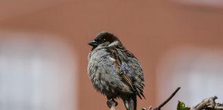 Arkipäiväiset linnut ovat monille meistä suuri ilon aihe – mutta mikä lintu muistuttaakaan teologian opiskelijaa Jumalan varpaasta?