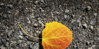 Luonto puhuu: Maailman voi nähdä harmaana tai mustavalkoisena – oikeasti se on värikäs