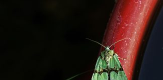 Luonto puhuu: Perhoset kuuluivat kesään, mutta niitä on lennossa vielä myöhään syksyllä