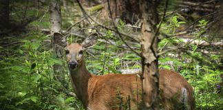 Luonto puhuu: Metsästäjän usko