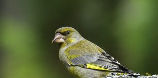 Luonto puhuu: Ihmisasutuksen liepeillä viihtyvä viherpeippo voi olla myös tuima sanansaattaja