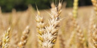 Benediktiinit Euroopan ensimmäisinä agronomeina – keskiajalla benediktiiniluostareissa paneuduttiin muun muassa maanviljelyyn