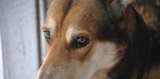 Pääseekö koira taivaaseen – teologinen symposium etsi vastausta siihen, onko eläimellä muuta arvoa kuin välinearvo