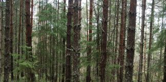 Seurakunnille halutaan pakollinen kiinteistöstrategia, joka tukee myös metsien monimuotoisuutta