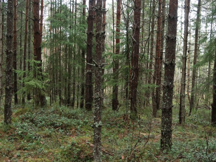 Suojeltu metsä