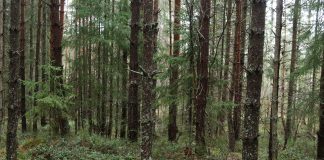 vanhaa kuusimetsää