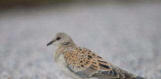 Luonto puhuu: Turturikyyhky pesii tai sitten ei – Tarinan luostarille siitä tuli ongelma