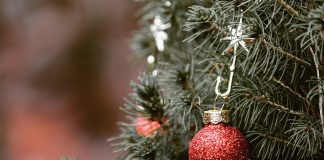 Joulukuusen historia on pitkä – 1500-luvulla saksalaiset innostuivat kuusista niin että niiden kaatamista piti rajoittaa