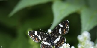 Luonto puhuu: Karttaperhosessa näkyvät totuuden monet sävyt