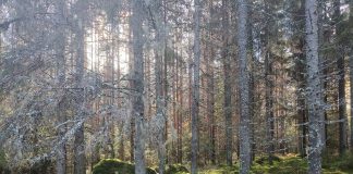 Esitys metsien suojelusta jäi pöydälle Ylä-Savon seurakuntayhtymän yhteisessä kirkkovaltuustossa