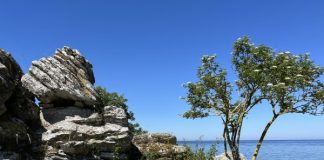 Gotlanti on ruusujen ja raukkien saari