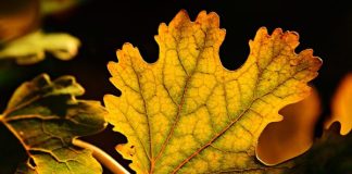 Ylistys elämän hauraudelle