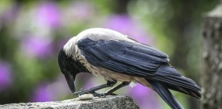 Lauloi ennen enkelikuorossa – variksen tuntevat kaikki, vai tuntevatko?