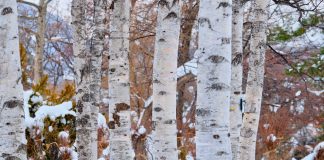 Hartaus: Olemisesta syntyvät ajatukset, oleminen on luovaa toimimattomuutta