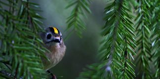 Luomakunta -sarjassa kerrotaan hippiäisestä: ”Pienet elämän liekit ympärillämme”