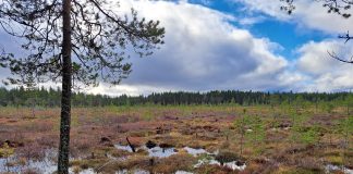 Saarijärven seurakunta ennallisti ojitetun suon – ympäristöteon kustansivat partiolaiset Viitalamminsuo Saarijärvellä on ennallistettu.