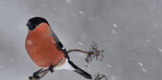Luomakunta-sarjassa tuomioherra syntyy eli miten punatulkku varasti kardinaalin vyön