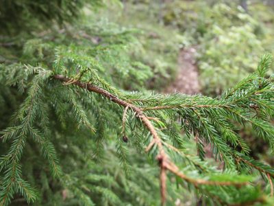 Seurakunta hakkaa metsää jossa kasvaa kuusia.