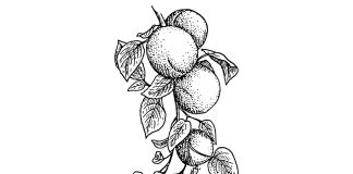 Tuhat merkkiä taivaasta: Paratiisin käärme sihisee yhä Kielletty hedelmä jonka käärme houkutteli syömään