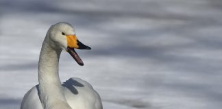 Luomakunta-sarjassa kohtaavat joutsen ja vanki