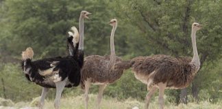 Suurta pääsiäisen symboliikkaa