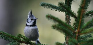 Luomakunta-sarjassa töyhtötiainen sijaistaa Pietaria