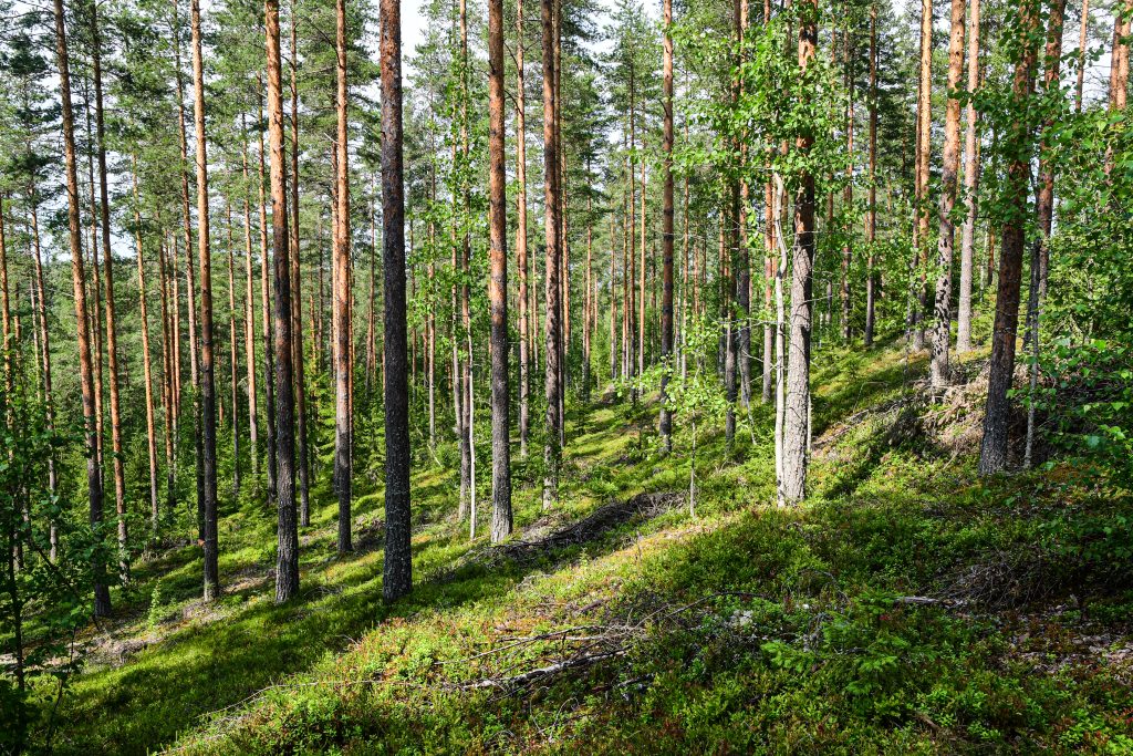 puita metsässä
