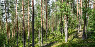 Ylä-Savon seurakuntien metsänsuojelu etenee nyt luonnonarvokartoitukseen