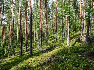 puita metsässä