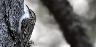 Luomakunta-sarjassa leski haluaa nousta tyvestä latvaan kuin puukiipijä