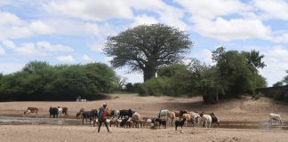 Kun vettä ei ole, sitä kaivetaan hiekan alta – Tapasimme Tansaniassa ilmastonmuutoksen seuraukset kohtaavia pienviljeliöitä