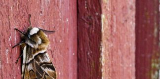 Luomakunta-sarjassa lentävät perhoset mutta miten munkki sai lempinimen Perhosmieli?