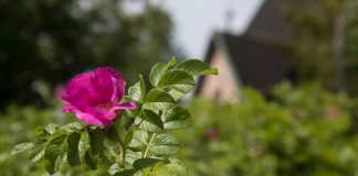 Kirkon ympäristödiplomi on nyt noin joka toisella seurakunnalla ja tänä vuonna se pitäisi olla kaikilla Kirkon ympäristödiplomi on noin puolella seurakunnista