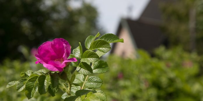 Kirkon ympäristödiplomi on noin puolella seurakunnista