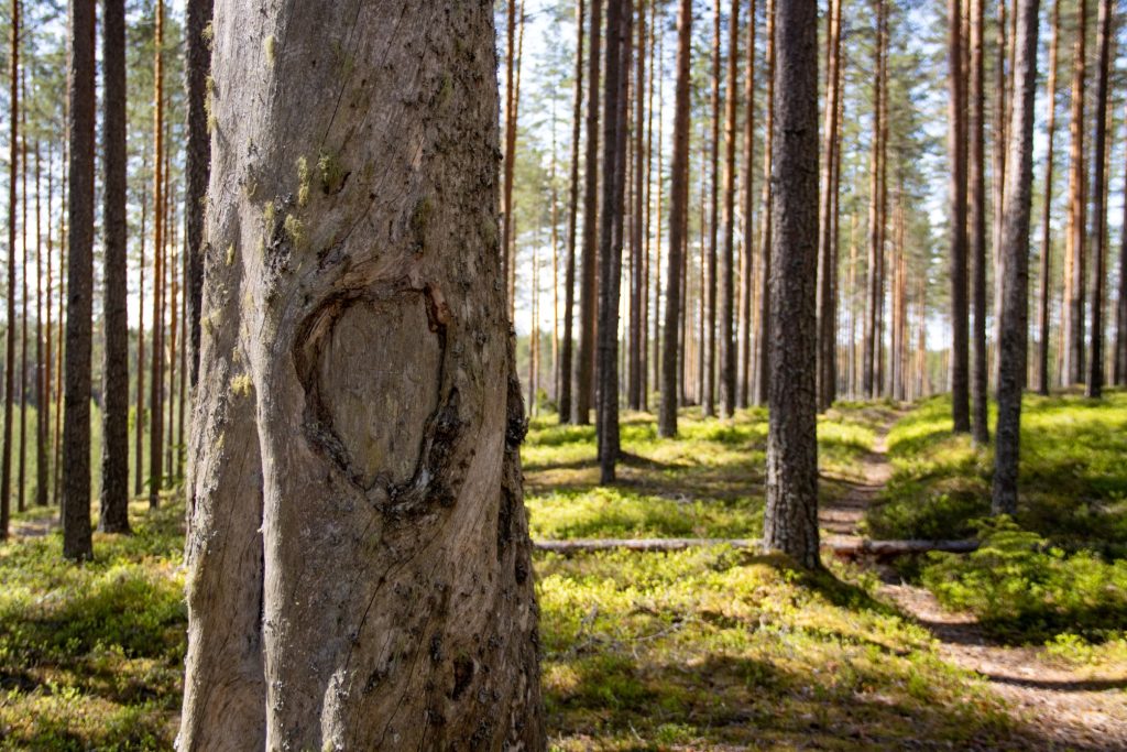 pyhäkankaan karsikko