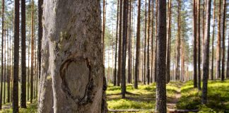 Pyhäkankaan karsikko on muistojen metsätie pyhäkankaan karsikko