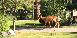 Kauriit aiheuttavat harmia Suomen suurimmalla hautausmaalla kauris hautausmaalla