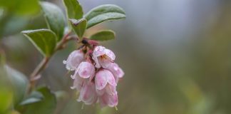Tuijottele lomalla rauhassa ulos ikkunasta ja aivot kiittävät