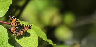 Luomakunta-sarjassa tavataan karttaperhonen, jonka siivistä voi löytää polun pään