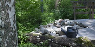 Kuolleiden puutarha kuhisee elämää – N.T. Wrightin teologian mukaan hautausmaaluonto voi tehdä todeksi Jumalan valtakuntaa