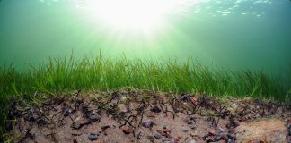 Inkoon seurakunta suojeli Itämeren koralliriutaksi kutsutun meriajokasniityn