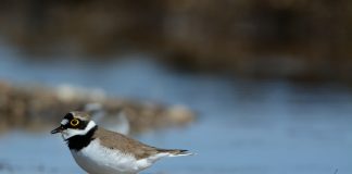 Luomakunta-sarjassa tavataan pikkutylli, jonka silmissä on Jumalan merkki